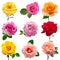 Collection multicolored flowers head roses