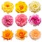 Collection multicolored flowers head roses isolated on a white background