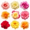 Collection multicolored flowers head roses isolated on a white background