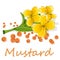 Collection of mustard vector illustrations: mustard seeds, flower, leaves and pod. Isolated on white background/