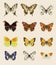 Collection of nine European butterflies species on set sail champagne background