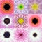 Collection of Nine Pink Concentric Flower Mandalas Kaleidoscope