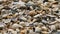 Collection of  North Sea seashells close up full frame