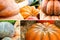 A collection of orange pumpkins large honeycombs-block vegetable pattern