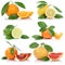 Collection of oranges mandarin lemon grapefruit fruits
