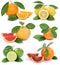 Collection of oranges mandarin lemon grapefruit organic fruits i