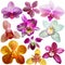 Collection of orchid flower