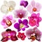 Collection of orchid flowers