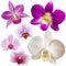 Collection of orchid flowers