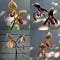 Collection of orchid Paphiopedilum crossbreed