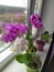 Collection of orchids phalaenopsis on the window Ukraine