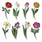 Collection of outlined flowers. Calla, rose, tulip, lily, peony