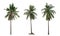 Collection palm tree Coconut the garden isolated