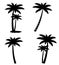 Collection of palm trees isolated on white background