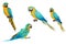 A collection of parrot macaws.