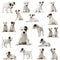 Collection of Parson Russell Terrier puppies