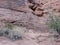 Collection of petroglyphs on hill at Valley of Fire, Nevada