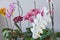 Collection of phalaenopsis orchids home grown in private collectection