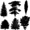 Collection of pine trees