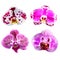 Collection of pink orchid flowers isolated.