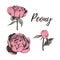 Collection of pink peonies. Peony vector