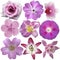 Collection of pink and purple flowers