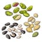 Collection of pistachio, sunflower and pumpkin seeds