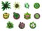 Collection of plant top view in pots. Home plant set. Cactus, green leaves concept. Interior house gardening design. Set