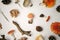 A collection of poisonous and edible mushrooms from the autumn forest with cones and dry herbal plants. Autumn fall background