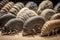 A collection of prehistoric trilobite fossils preserved for posterity in mud and shale.. AI generation
