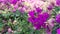 a collection of purple Bougainvillea glabra flowers and are called bunga kertas flowers in Indonesia