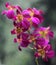 A collection of purple cooktown orchids in full bloom.