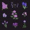 Collection of purple flowers on a black background