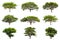 Collection of Rain trees (Samanea saman)