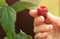 Collection of raspberries. The farmer manually picks organic raspberries in the garden. Red berry on a branch. Close-up hand