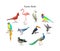 Collection of realistic tropical birds. Exotic wildlife