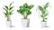 Collection of realistic vector icon illustration potted plants for the interior. Isolated on white background