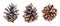 Collection of realistic watercolor illustrations of the pine cones on white background