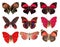 collection of red butterflies on a white background