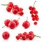 Collection of red currant