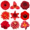 Collection red flowers head of tulip, dahlia, rose, daisy, lily, gerbera, chrysanthemum, hemerocallis, tigridia isolated on white