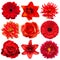 Collection red flowers head of tulip, dahlia, rose, daisy, lily, gerbera, chrysanthemum isolated on white background