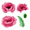 Collection of red and pink poppies. Botanical collection of garden and wild plants. Set of flowers, leaves, bud. Set for