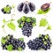 Collection of Ripe dark grapes