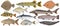 Collection of river and sea fish hand drawn, isolated. Turbot and pike and flounder and perch and crucian carp and sturgeon, carp