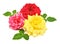 Collection roses flowers multicolored yellow, red and pink with leaf isolated on a white background