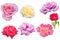 collection of roses  montage from several images  flower heads isolated on white background  set of seven images  white  pink  red