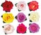 Collection roses on white background. Icon rose. Roses red, beige, purple, pink, white, coral, yellow, orange-yellow. 3d