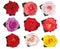 Collection roses on white background. Roses red, beige, purple, pink, white, coral, yellow, orange-yellow, red-yellow