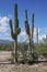 Collection of Saguaro large cactus in Mexico